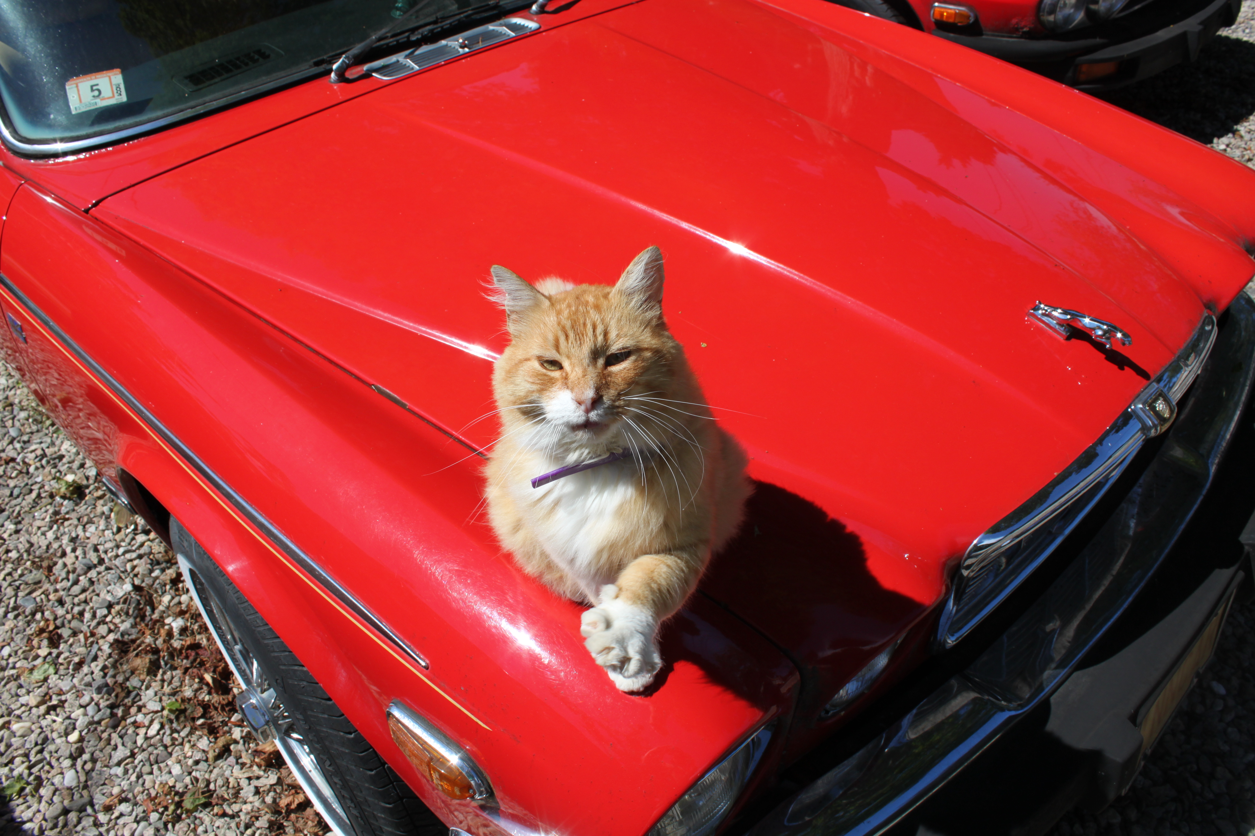 Cat Stops Car Dream Interpretation